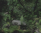 植物の育て方についてのご相談乗ります 植物のメンテナンス方法について困られてる方へ イメージ1
