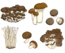 食べ物や乗り物などのイラスト依頼も承ります 簡単な説明でも丁寧に対応いたします！ イメージ3