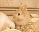 ペットの気持ちを霊視し全てお届けします あの子が何を想い、あなたに何を求めているかお伝え イメージ6