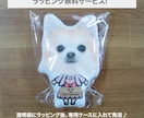 ペット（犬　猫）の画像でウェルカムドールを作ります 結婚式に大切なうちの子（愛猫、愛犬等）と一緒に参加しませんか イメージ9