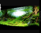熱帯魚や水草の育てかた教えます 初心者の方でも簡単に丁寧におしえます。 イメージ3