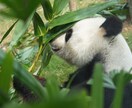 中国語&広東語ネイティヴ!!会話や質問受けます 香港生まれ香港育ちのDオタです イメージ1