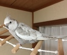 オカメインコの育て方についての相談にのります ヒナの育て方、繁殖のやり方、体重が増えない等の相談各種 イメージ3