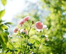 セラピスト資格保有者が、お悩み全般何でも聴きます ◆今の状態から抜け出せるためのヒントが見つけられますように◆ イメージ10