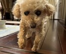 シニア犬の介護や子犬の躾、経験者が相談に乗ります パピー・シニア犬集まれ！愛犬との健康な毎日をサポートします！ イメージ1