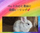 ペットちゃんのストレスをヒーリングで和らげます 遠隔ヒーリングで、ペットちゃんの心と身体を癒します。 イメージ1