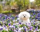 初心者歓迎♪愛犬写真のお悩みにプロがお答えします 愛犬カメラマン歴15年。設定や撮り方などアドバイスします！ イメージ3