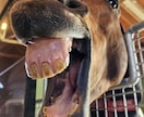 ダービー２頭出し１口馬主が推奨馬５頭を教えます 一口馬主で勝てる馬をキャロット・東サラの２クラブ限定で推奨！ イメージ3