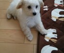 お話し相手をお探しの方！優しく寄り添います 人間関係／いじめ／恋愛／仕事／不倫／相談／愚痴／ イメージ10