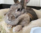 愛うさぎと仲良くなる方法を教えます 問題行動が少なく、表情豊かになります イメージ7