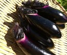 自然栽培・有機栽培による野菜の作り方を教えます 無農薬・無肥料又は有機肥料・固定種による野菜栽培を伝授 イメージ6