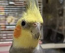 インコ/オウムの疑問に答えます 可愛いだけじゃなく、大変な面もきちんとお伝えします！ イメージ1