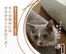 神秘的な猫達が、あなたにぴったりの1枚を選びます 猫の神秘的な直感が恋する心にやさしく光を灯します✴︎ イメージ2