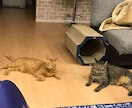 大好きな愛猫のことを記事にします 愛猫家の方や、亡くなった猫の思い出を残しておきたいときに。 イメージ1