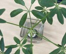 ファイルメーカーの開発を承ります 作業効率★ファイルメーカー開発と管理を承ります。 イメージ1