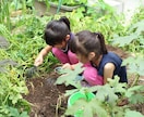 家庭菜園作りのご相談に乗ります 家庭菜園を家族で楽しみたい方、サポートさせて頂きます! イメージ3