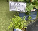 味のある手書きPOPを書きます 長く愛されるPOPが得意です。 イメージ1