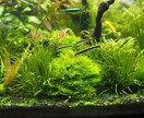 水草、メダカの育て方教えます 水草歴10年フリマアプリ販売数　年1万本 イメージ9