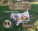愛犬・愛猫を看取った経験者がシニア期の不安聴きます シニア期・介護の不安･･･。ひとりで抱え込まずお話ください イメージ1