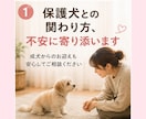 保護犬との暮らしを優しくサポートします 成犬からのお迎えも安心してご相談ください イメージ1