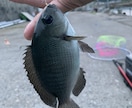 淡路島の良い釣り場教えます メッチャ釣れて人が少ないです。 イメージ2