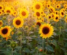今の辛い気持ちに寄り添います 一人行き場のない心に一緒に寄り添います イメージ1