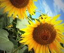 お花の写真メインで提供します お花、風景をメインに写真提供します。 イメージ4