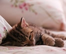 気持ちよく眠れるように..♡*ﾟ¨お手伝いをします 眠る前にまったり…優しくおやすみなさいをします*:.｡* イメージ2