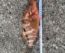 これから釣りを始める方の相談乗ります 釣りをしたいけど何から始めればいいか分からない方必見! イメージ2