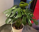植物やエクステリアのお悩み解決します 造園•土木•農薬の資格保有！確かな知識でお悩みサポート イメージ3