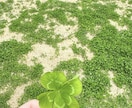 写真・動画・絵文字でゆるくつながります のんびり3日間☕️回数無制限☘️フォトチャット☘️ イメージ2