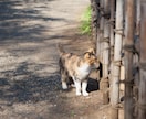 横浜でペット撮影　いつもの自然な姿を写真に残します お散歩中の自然な表情をやさしく撮影します。 イメージ1