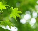 頭の中の整理、心を落ち着けたい。叶えます メンタルバランスを整えるために活用ください！ イメージ2