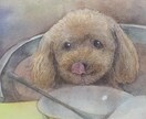 ペット・動物を透明水彩で描きます 透明水彩絵の具で特別な一枚をお描きします。 イメージ2