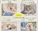 ペットの気持ちを言葉で伝えます 言葉にできない想いを受け取りお伝えします。 イメージ3