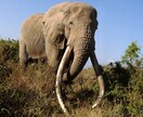 アフリカ サファリ旅行の困ったを解決します 『まるまるサファリの本』の著者が直接対応いたします イメージ2