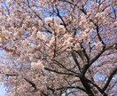 ネットショップオーナー様へ!画像のリサイズ承ります 1回20枚までですが…面倒な画像のリサイズ承ります! イメージ1