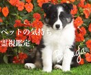 わんちゃん　ねこちゃん　ペットの気持ちを伝えます 遠隔リーディングでペットの気持ちを読み解きます。 イメージ1