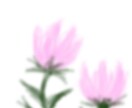 お花をメインに描いています ふんわりとした花の絵をメインに描いています イメージ1