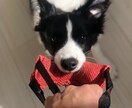 ドッグトレーナーが愛犬との向き合い方を教えます ワンちゃんについての悩みを解決しよう！ イメージ2
