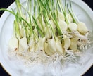 在宅で【農産物副業】を始めるノウハウ教えます 在宅で手間が比較的かからない。ニンニクスプラウトを始める。 イメージ1