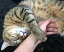 絶対否定はしないお話相手になります アドバイスも欲しくない、背中を押してほしいあなたに❤️ イメージ3