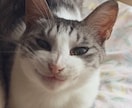 エソテリックヒーリングをします ペットと飼い主様をペアで遠隔ヒーリング イメージ1