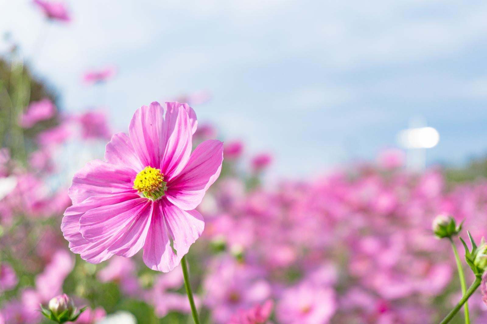 5分でも^ ^悩みを受け止め前を向くお手伝いします どんな悩みもお聴きします。前に進めるよう一緒に考えませんか イメージ5