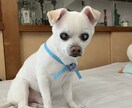 愛犬・愛猫のお写真から作品を制作します 大切な家族の思い出を形に残します イメージ5