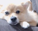 ペットのお悩みペット業界のお悩み解決します ペットちゃんのお悩みペット業界の方々のご相談ください！ イメージ3