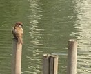 お話し相手です。老若男女、お待ちしております 気持ちスッキリ、気持ちクリアに、あしたの活力に！ イメージ2
