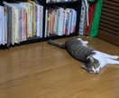 女性クリエイターがオリジナルムービーを制作します 大切な愛犬・愛猫の思い出作りにムービーを制作してみませんか？ イメージ4