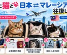 ペットとのマレーシア移住・帰国の疑問に答えます 猫と日本⇄マレーシアを往復した実体験からお答えします イメージ3