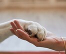 ペット鑑定 |今もそばに、あの子の想いがあります 伝えきれなかった想いを、魂の記憶からすくい上げてお届けします イメージ3